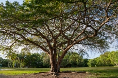 Coconut-Grove-6